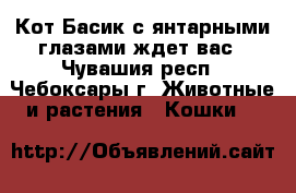 Кот Басик с янтарными глазами ждет вас - Чувашия респ., Чебоксары г. Животные и растения » Кошки   